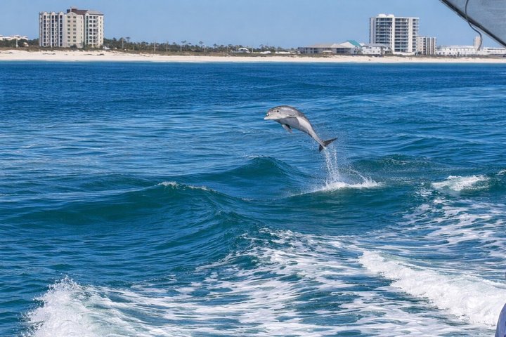 BIG FUN Dolphin Cruise & Sealife Experiece ORANGE BEACH ALABAMA