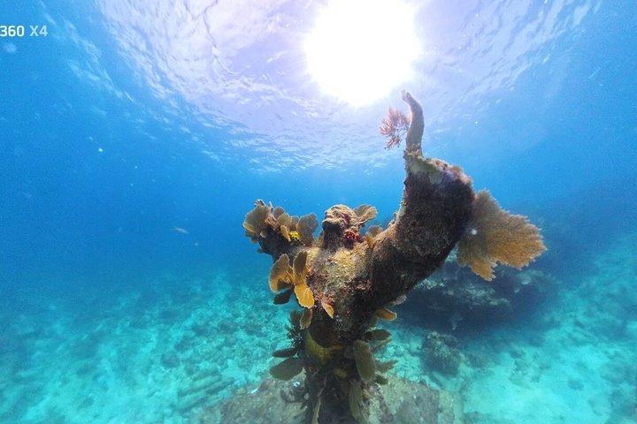 Half Day Snorkel Trip on Reefs in the Florida Keys