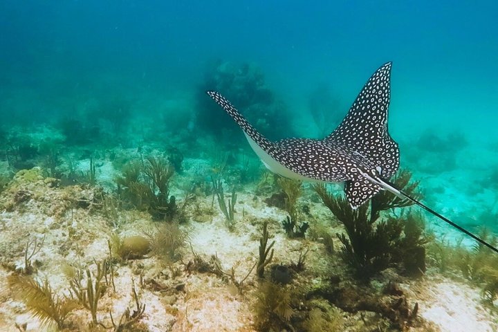 Half Day Snorkel Trip on Reefs in the Florida Keys