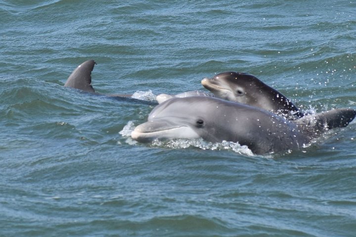 BIG FUN Dolphin Cruise & Sealife Experiece ORANGE BEACH ALABAMA