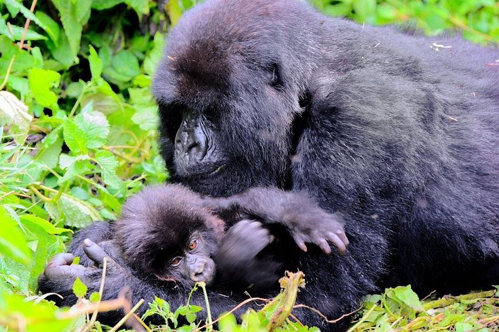 One Day Gorilla Trekking in Volcanoes