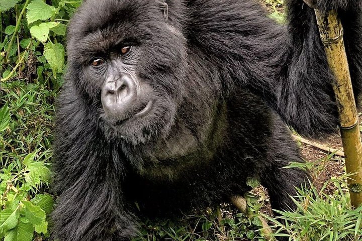 One Day Gorilla Trekking in Volcanoes