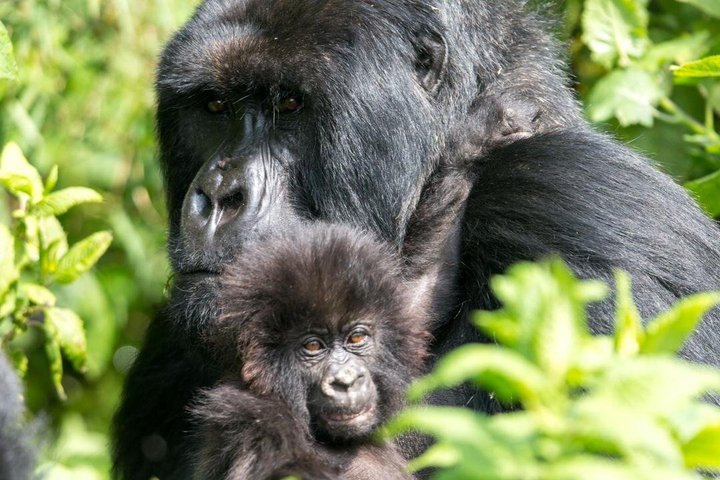 One Day Gorilla Trekking in Volcanoes