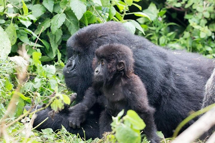 One Day Gorilla Trekking in Volcanoes