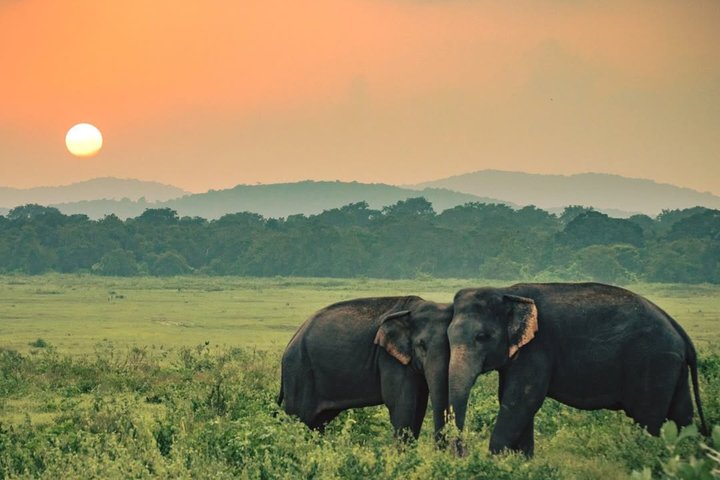 Minneriya National Park Wildlife & Elephant Safari from Sigiriya