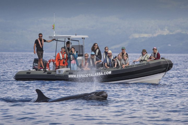 Whale and Dolphin Watching in Pico Island 3 Hour Small Group Tour