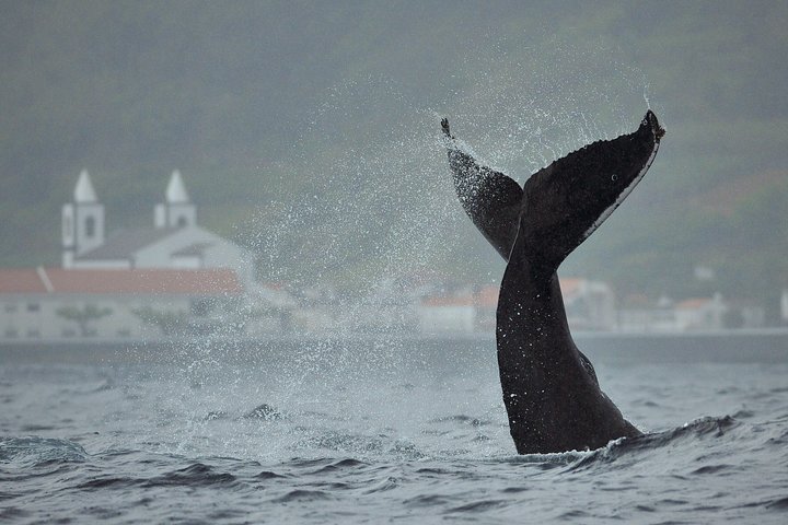 Whale and Dolphin Watching in Pico Island 3 Hour Small Group Tour