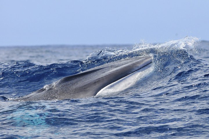 Whale and Dolphin Watching in Pico Island 3 Hour Small Group Tour