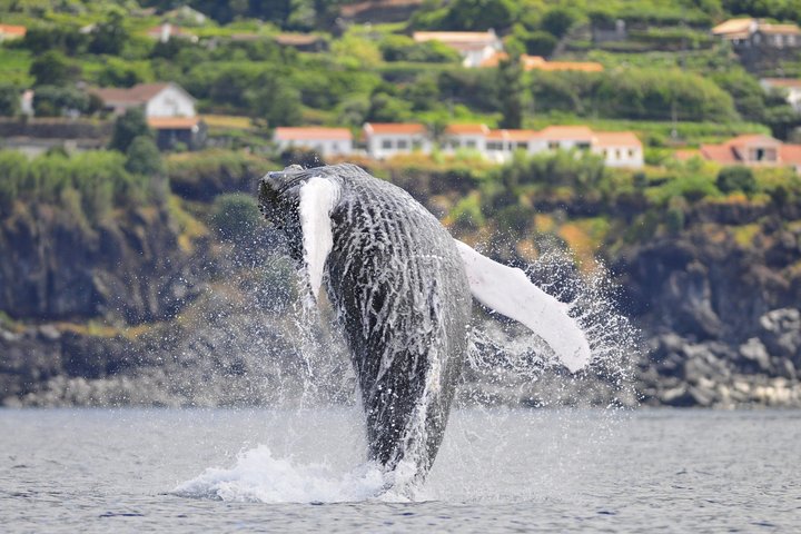 Whale and Dolphin Watching in Pico Island 3 Hour Small Group Tour