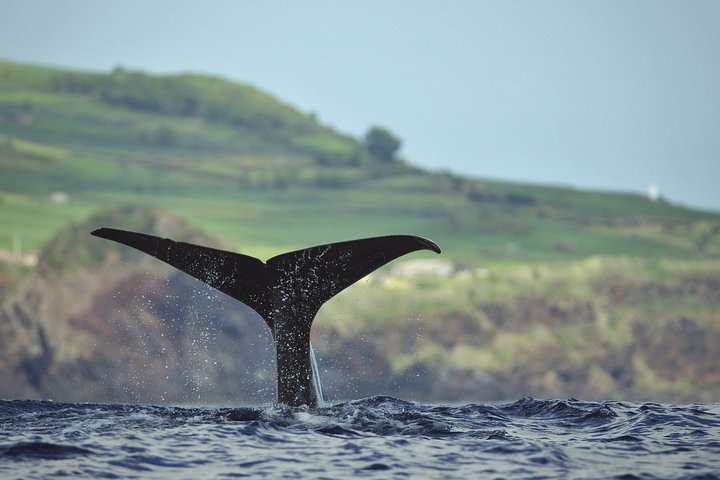 Whale and Dolphin Watching in Pico Island 3 Hour Small Group Tour