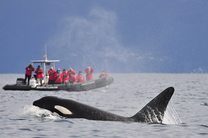 Whale and Dolphin Watching in Pico Island 3 Hour Small Group Tour