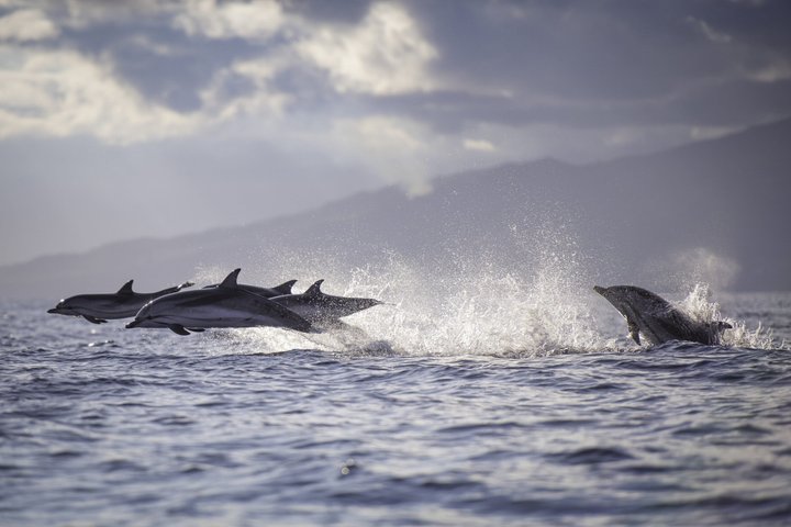 Whale and Dolphin Watching in Pico Island 3 Hour Small Group Tour