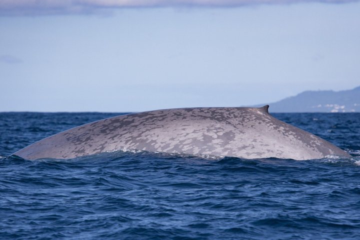 Whale and Dolphin Watching in Pico Island 3 Hour Small Group Tour