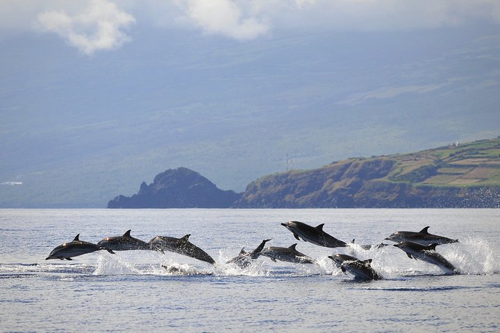 Whale and Dolphin Watching in Pico Island 3 Hour Small Group Tour