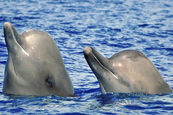 Whale and Dolphin Watching in Pico Island 3 Hour Small Group Tour