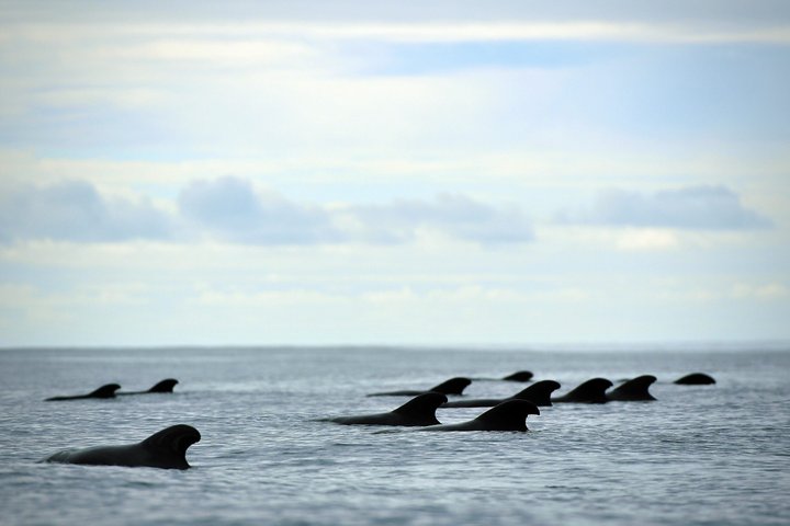 Whale and Dolphin Watching in Pico Island 3 Hour Small Group Tour