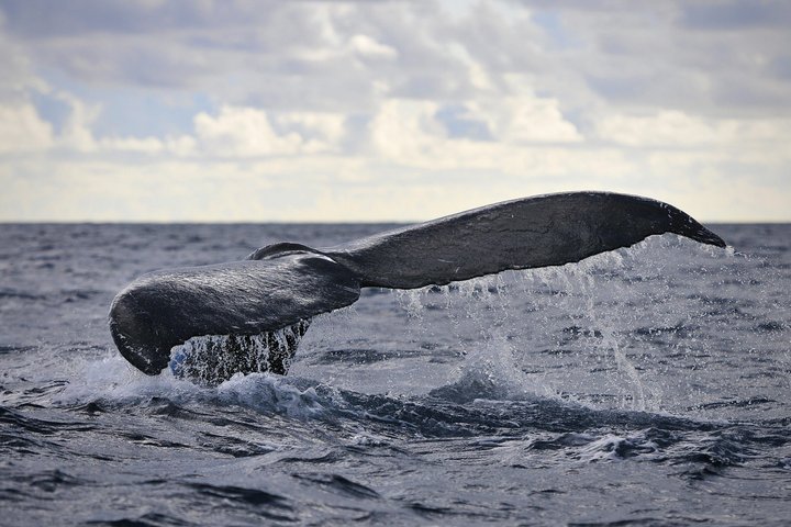 Whale and Dolphin Watching in Pico Island 3 Hour Small Group Tour