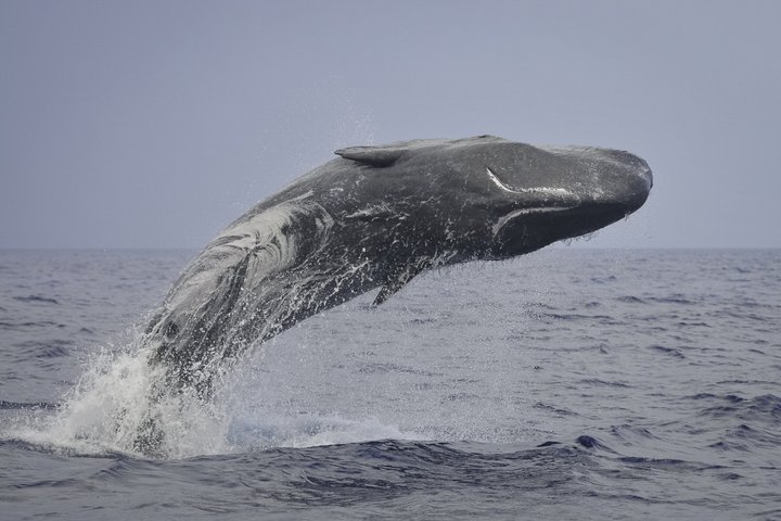 Whale and Dolphin Watching in Pico Island 3 Hour Small Group Tour