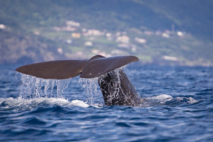 Whale and Dolphin Watching in Pico Island 3 Hour Small Group Tour