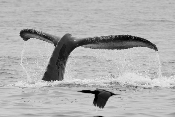 Whale Watching Adventure in Morro Bay