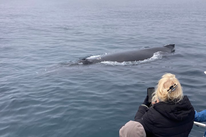 Whale Watching Adventure in Morro Bay