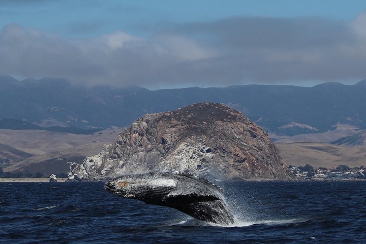 Whale Watching Adventure in Morro Bay