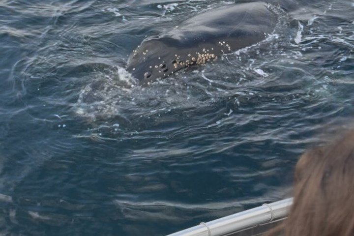 Whale Watching Adventure in Morro Bay