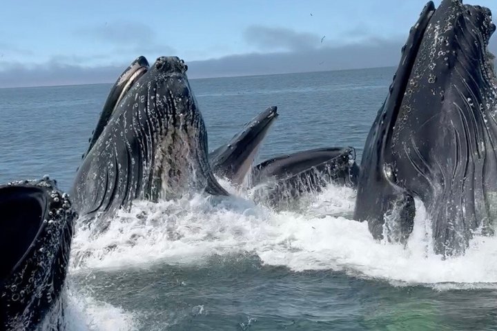 Whale Watching Adventure in Morro Bay