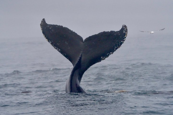 Whale Watching Adventure in Morro Bay