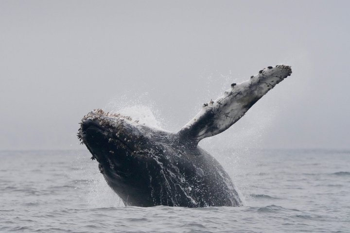 Whale Watching Adventure in Morro Bay