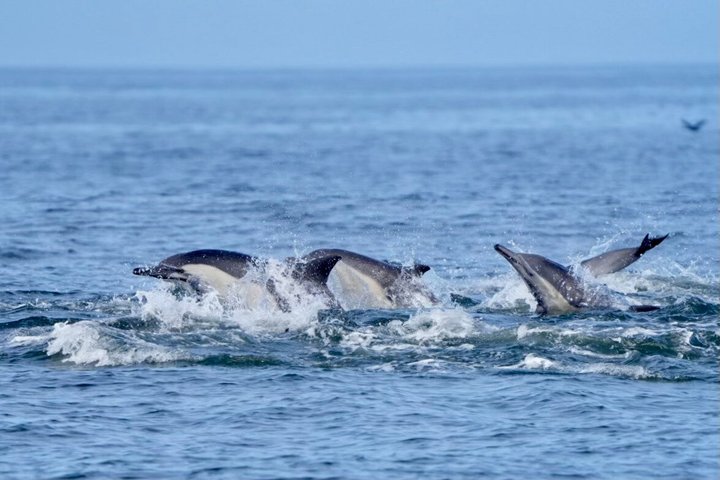 Whale Watching Adventure in Morro Bay