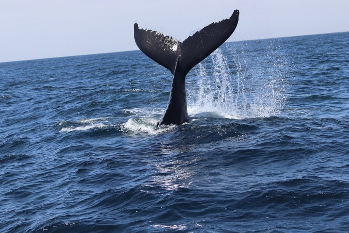 Whale Watching Adventure in Morro Bay