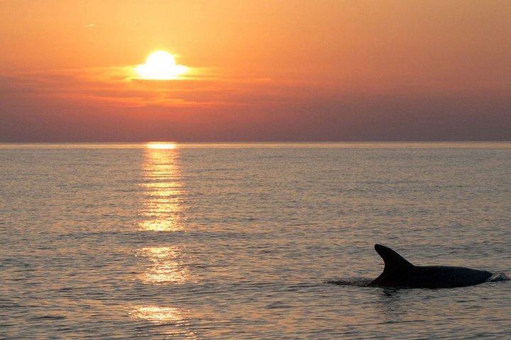 Brijuni National Park Dolphin Sunset Tour | DINNER & DRINKS