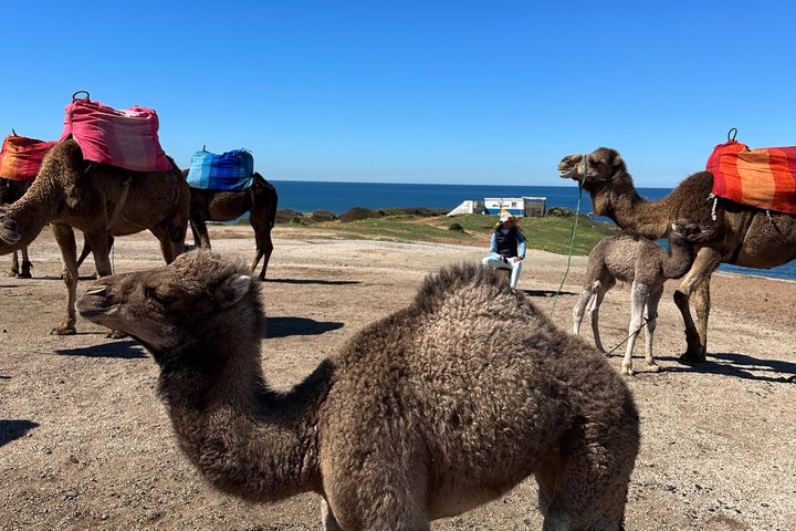 Luxury Private Tour in Tangier 5 hours with camel ride