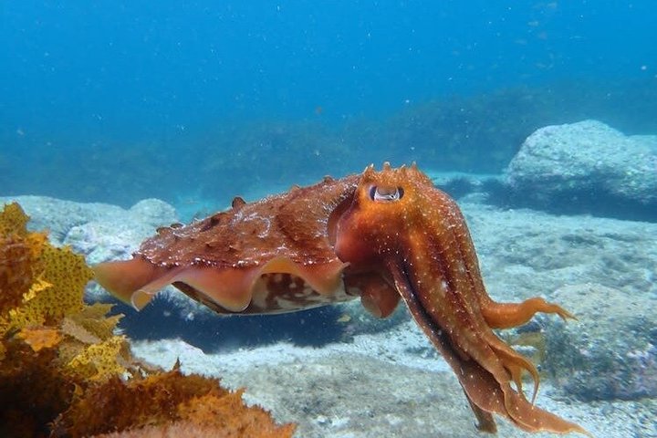 Guided Snorkelling Tour in Jervis Bay