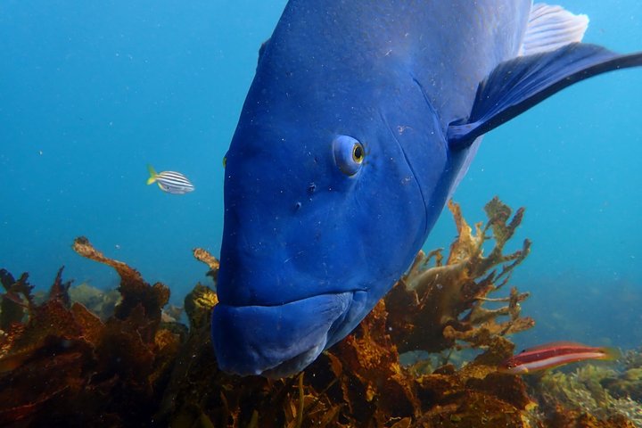 Guided Snorkelling Tour in Jervis Bay