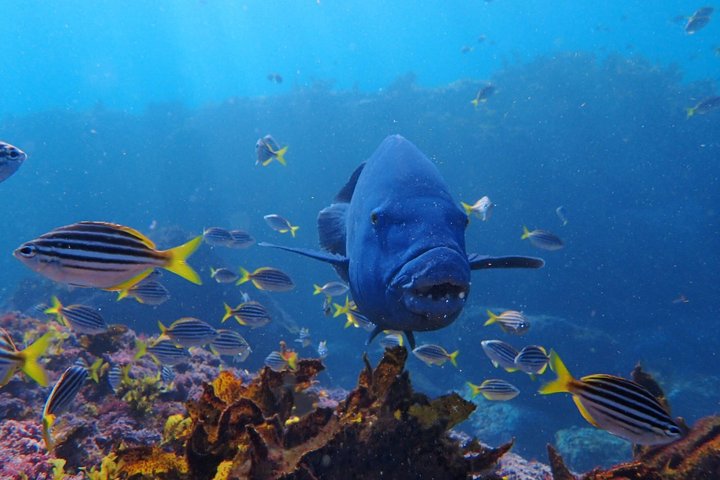 Guided Snorkelling Tour in Jervis Bay