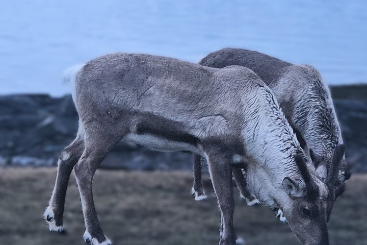 Tromso Excursion Artica Fjords and Sommaroy Islands with lunch