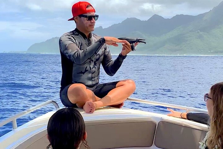 Guided Small Group Whale Watching and Swim Tour Tahiti