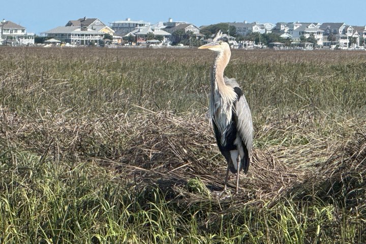 Masonboro Island Cruise