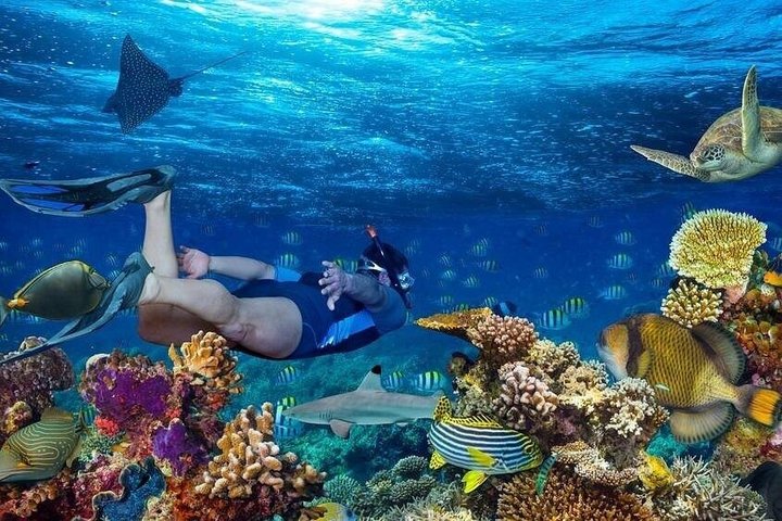 Tiran Island Snorkeling , Diving Cruise & Lunch - Sharm El Sheikh