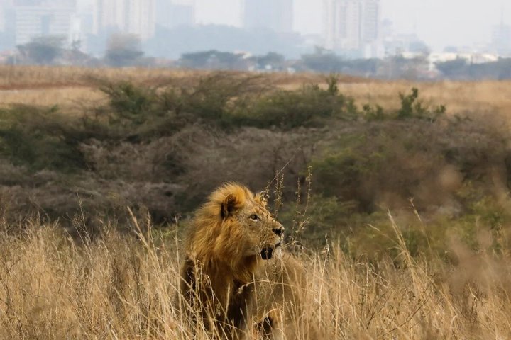 Nairobi National Park Half-Day Safari in a 4x4 Vehicle