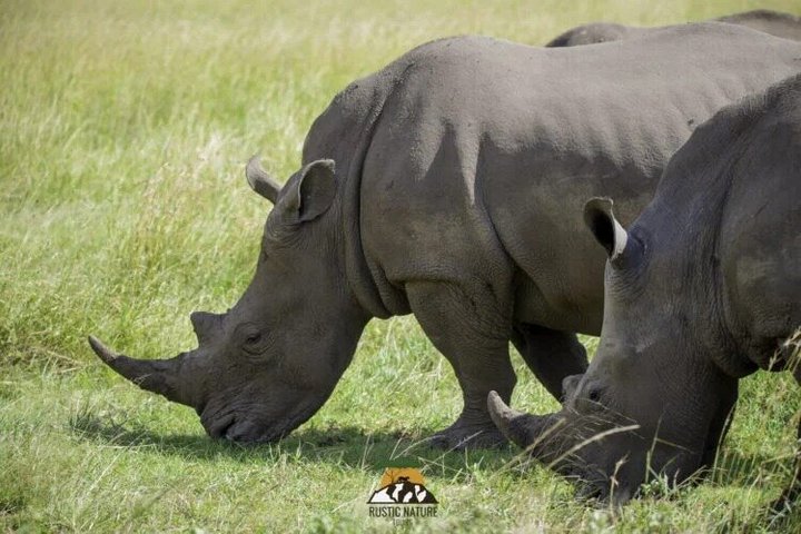 Nairobi National Park Half-Day Safari in a 4x4 Vehicle