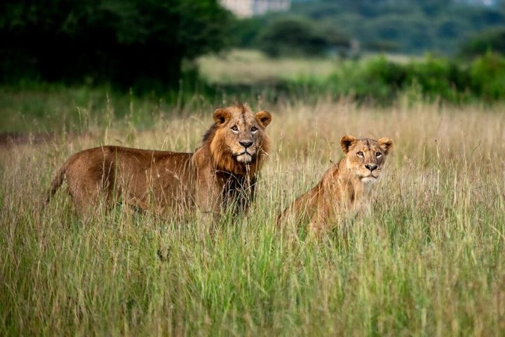 Nairobi National Park Half-Day Safari in a 4x4 Vehicle