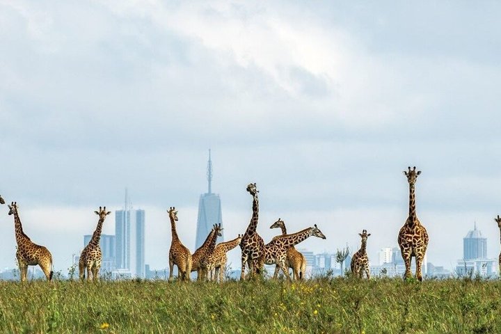 Nairobi National Park Half-Day Safari in a 4x4 Vehicle