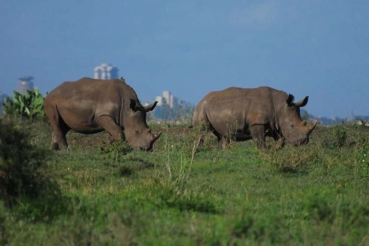 Nairobi National Park Half-Day Safari in a 4x4 Vehicle