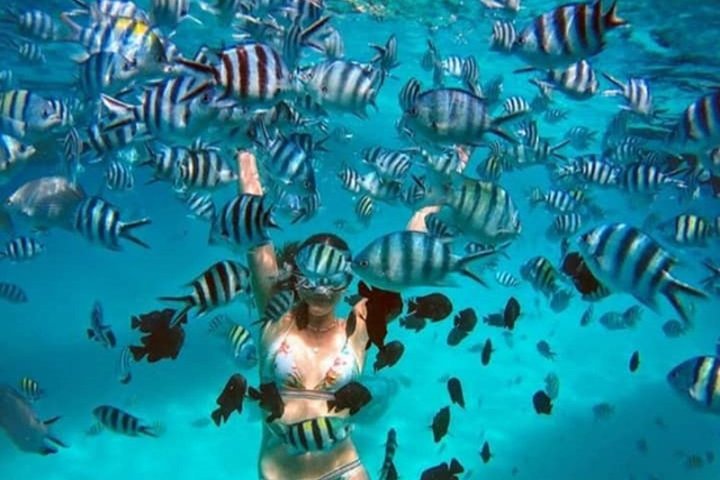 Swim with Dolphin and Snorkeling Adventure at Mnemba Island