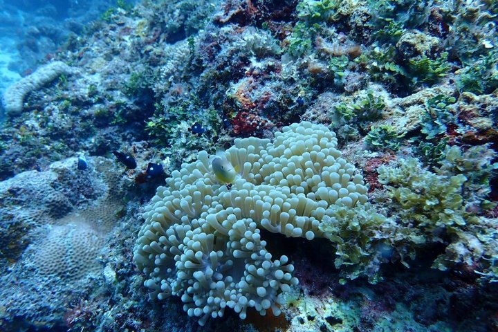 Swim with Dolphin and Snorkeling Adventure at Mnemba Island
