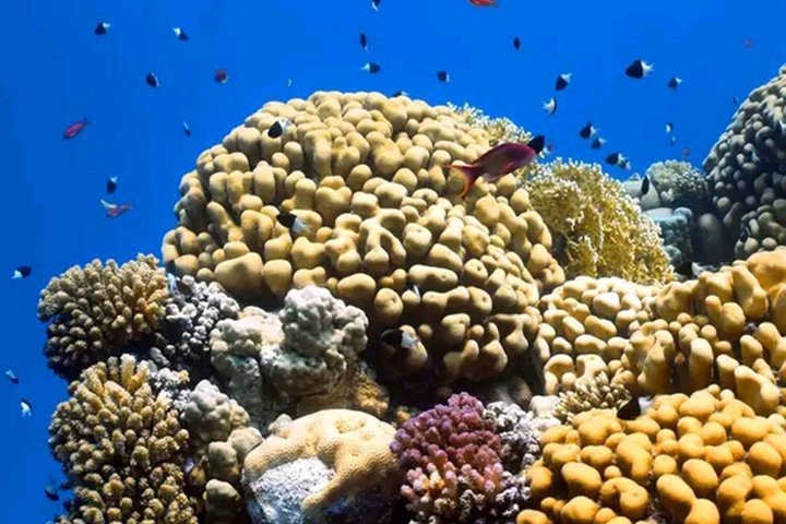 Swim with Dolphin and Snorkeling Adventure at Mnemba Island