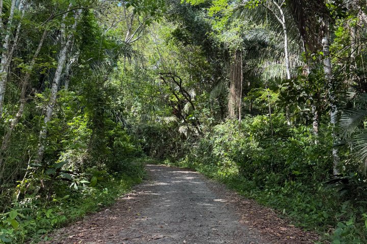 Explore Panama Canal and Gatun Lake with Rainforest Jungle Walk